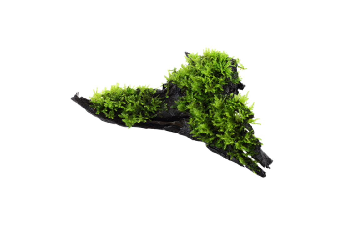 Vesicularia dubyana Christmas op hout