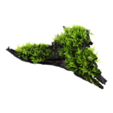 Vesiculaires Dubyana Noa«l sur bois