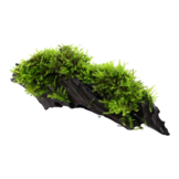 Vesiculaires Dubyana Noa«l sur bois