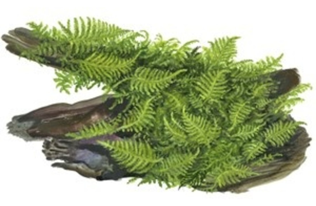Vesicularia dubyana Christmas op hout