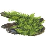 Vesicularia dubyana Christmas op hout