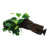 Anubias barteri var. nana op kienhout (met zuignap)
