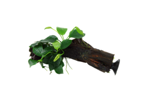 Anubias barteri var. nana op kienhout (met zuignap)