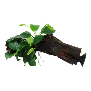 Anubias barteri var. nana op kienhout (met zuignap)