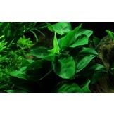 Anubias barteri var. nana op kienhout (met zuignap)