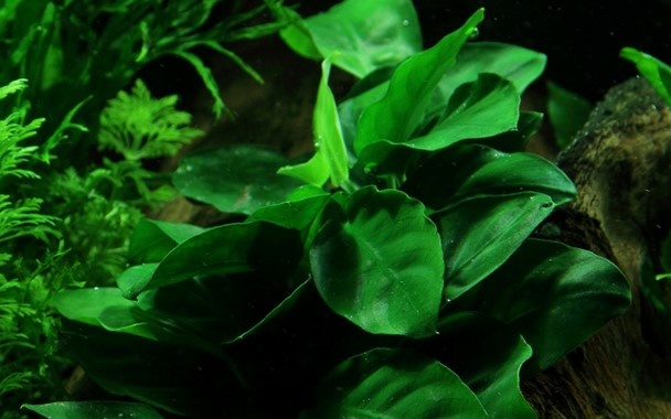 Anubias Barteri Var. Nana on kienhood (with suction cup)