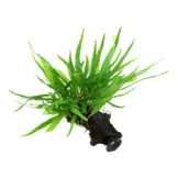 Microsorum pteropus etroit sur kienhout