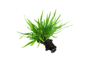 Microsorum Pteropus Narrow on kienhood (with suction cup)