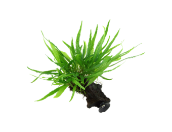 Microsorum Pteropus etroit sur Kienhood (avec ventouse)