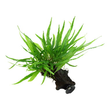 Microsorum pteropus etroit sur kienhout