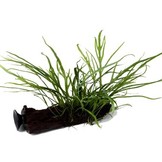 Trident Microsorum Pteropus sur Kienhood (avec ventouse)