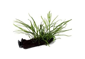 Trident Microsorum Pteropus sur Kienhood (avec ventouse)