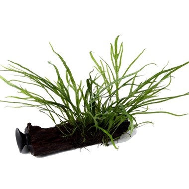 Trident Microsorum Pteropus sur Kienhood (avec ventouse)