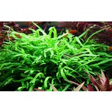 Trident Microsorum Pteropus sur Kienhood (avec ventouse)