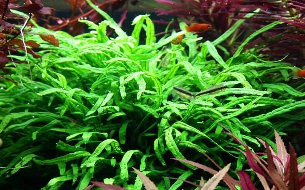 Microsorum pteropus Trident op kienhout (met zuignap)