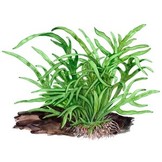 Trident Microsorum Pteropus sur Kienhood (avec ventouse)