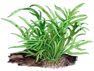 Microsorum pteropus Trident op kienhout (met zuignap)