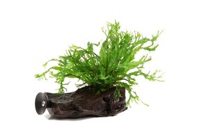 Microsorum pteropus Windela¸v op kienhout (met zuignap)