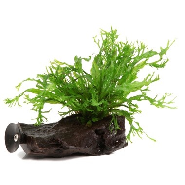 Microsorum Pteropus Windela¸v on Kienhout