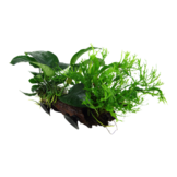 Microsorum sp. op kienhout met zuignap