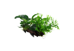 Microsorum sp. sur kienhouten