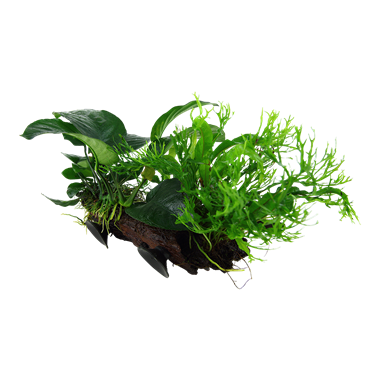 Microsorum sp. on kienhouten