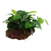 Anubias barteri var. nana op Lavasteen
