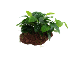 Anubias barteri var. nana op Lavasteen