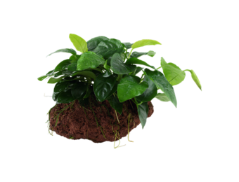 Anubias barteri var. nana op Lavasteen