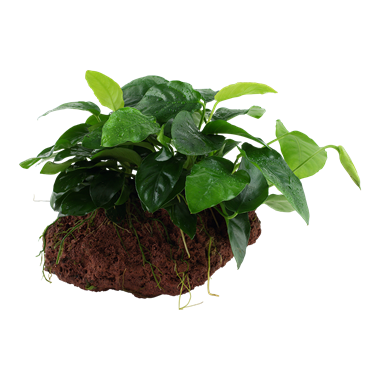 Anubias barteri var. nana op Lavasteen