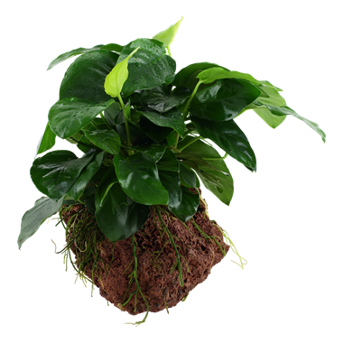 Anubias barteri var. nana op Lavasteen