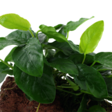 Anubias barteri var. nana op Lavasteen