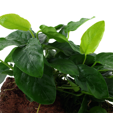 Anubias barteri var. nana op Lavasteen