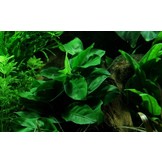 Anubias barteri var. nana op Lavasteen