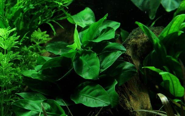 Anubias barteri var. nana op Lavasteen