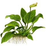 Anubias barteri var. nana op Lavasteen