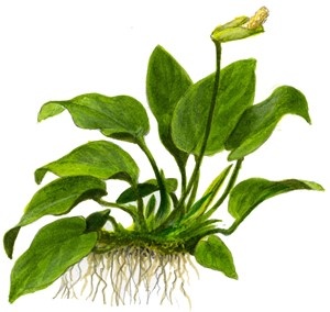 Anubias barteri var. nana op Lavasteen