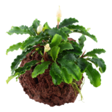 Bucephalandra Bukit Kalem on lava rock