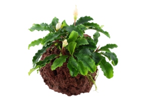Bucephalandra Bukit Kalem op Lavasteen