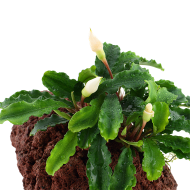 Bucephalandra Bukit Kalem op Lavasteen