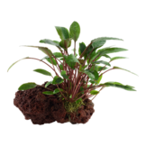 Cryptocoryne Beckettii Petchii sur Lavateen