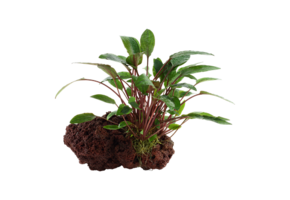 Cryptocoryne Beckettii Petchii sur Lavateen