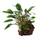 Cryptocoryne Beckettii Petchii sur Lavateen