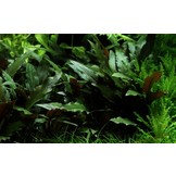 Cryptocoryne Beckettii Petchii on LavaTeen