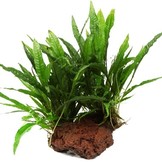 Microsorum pteropus op Lavasteen