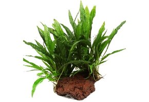 Microsorum Pteropus on LavaTeen