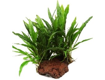 Microsorum pteropus op Lavasteen