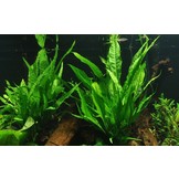 Microsorum pteropus op Lavasteen