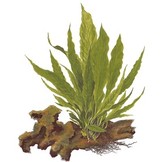 Microsorum pteropus op Lavasteen