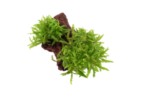 Pogostemon Helferi on LavaTeen